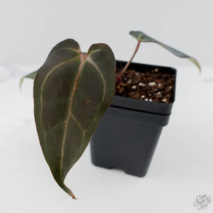 Anthurium Dark and Handsome '9' x Minerva '20' by DocBlock (wk44-L417)