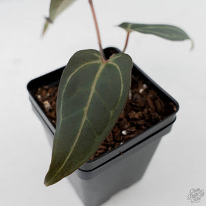Anthurium Dark and Handsome '9' x Minerva '20' by DocBlock (wk44-L417)