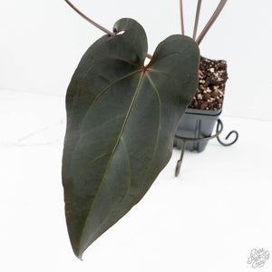 Anthurium Dark and Handsome '9' x Red Velvet Cake '24' by DocBlock® (wk19-S)