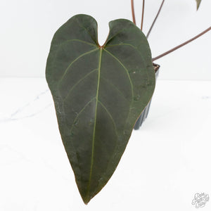 Anthurium Dark and Handsome '9' x Red Velvet Cake '24' by DocBlock® (wk19-S)