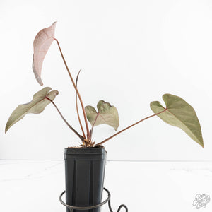 Anthurium Dark and Handsome '9' x Red Velvet Cake '24' by DocBlock® (wk19-S)