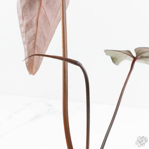 Anthurium Dark and Handsome '9' x Red Velvet Cake '24' by DocBlock® (wk19-S)