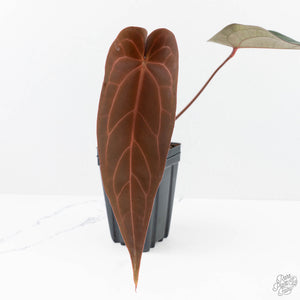 Anthurium Dark and Handsome '9' x Red Velvet Cake '24' by DocBlock® (wk23-L) *Extra Long & Narrow*