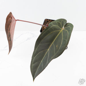 Anthurium Dark and Handsome '9' x Red Velvet Cake '24' by DocBlock® (wk23-L) *Extra Long & Narrow*