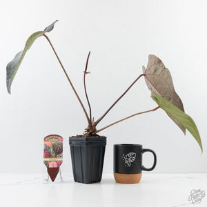 Anthurium Dark and Handsome '9' x Red Velvet Cake '24' by DocBlock® (wk27-G) Extra Dark