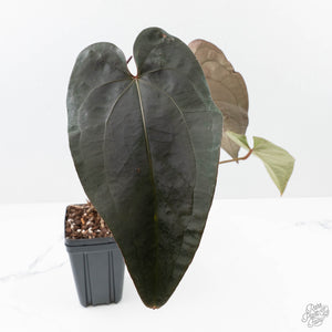 Anthurium Dark and Handsome '9' x Red Velvet Cake '24' by DocBlock® (wk27-G) Extra Dark