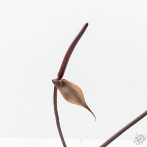 Anthurium Dark and Handsome '9' x Red Velvet Cake '24' by DocBlock® (wk27-G) Extra Dark