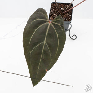 Anthurium Dark and Handsome '9' x Zara '14' by DocBlock® (wk24-K)