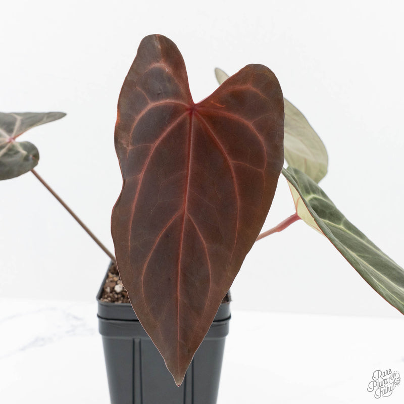 Anthurium Dark and Handsome '9' x Zara '14' by DocBlock® (wk24-K)