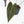 Anthurium Dark and Handsome '9' x Zara '14' by DocBlock® (wk24-K)