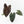 Anthurium Dark and Handsome '9' x Zara '14' by DocBlock® (wk32-K)