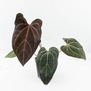 Anthurium Dark and Handsome '9' x Zara '14' by DocBlock® (wk32-K)