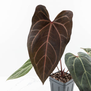 Anthurium Dark and Handsome '9' x Zara '14' by DocBlock® (wk32-K)