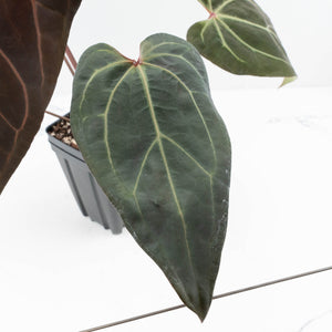 Anthurium Dark and Handsome '9' x Zara '14' by DocBlock® (wk32-K)