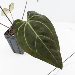 Anthurium Dark and Handsome '9' x Zara '14' by DocBlock® (wk32-K)