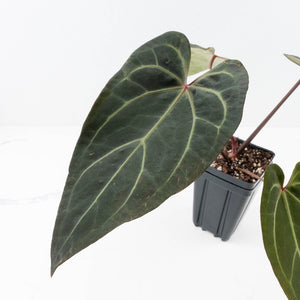 Anthurium Dark and Handsome '9' x Zara '14' by DocBlock® (wk32-K)