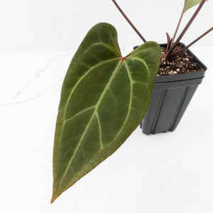 Anthurium Dark and Handsome '9' x Zara '14' by DocBlock® (wk32-K)