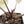 Anthurium Dark and Handsome '9' x Zara '14' by DocBlock® (wk32-K)