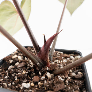 Anthurium Dark and Handsome '9' x Zara '14' by DocBlock® (wk32-K)
