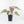 Anthurium Dark and Handsome '9' x Zara '14' by DocBlock® (wk32-K)