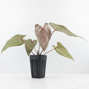 Anthurium Dark and Handsome '9' x Zara '14' by DocBlock® (wk32-K)