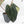 Anthurium Dark and Handsome '9' x Zara '14' by DocBlock (wk39-L184)