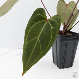 Anthurium Dark and Handsome '9' x Zara '14' by DocBlock (wk39-L184)