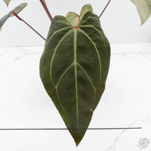 Anthurium Dark and Handsome '9' x Zara '14' by DocBlock (wk39-L184)