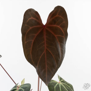 Anthurium Dark and Handsome '9' x Zara '14' by DocBlock (wk39-L184)