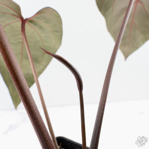 Anthurium Dark and Handsome '9' x Zara '14' by DocBlock (wk39-L184)