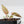 Variegated Anthurium Darth Vader '75' x Darth Vader '73' by DocBlock (wk43-U184)