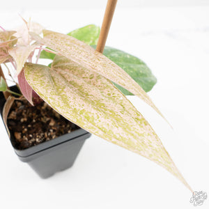 Dioscorea 'Pixel Pink' (wk21-C)