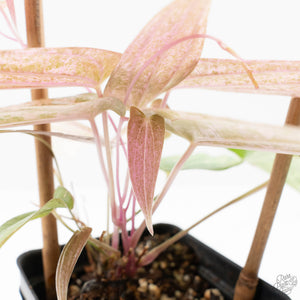 Dioscorea 'Pixel Pink' (wk21-C)