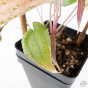 Dioscorea 'Pixel Pink' (wk21-C)