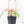 Dioscorea 'Pixel Pink' (wk21-C)
