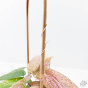 Dioscorea 'Pixel Pink' (wk21-C)