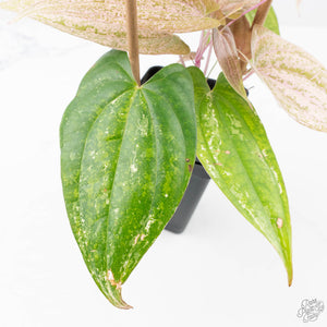 Dioscorea 'Pixel Pink' (wk21-C)
