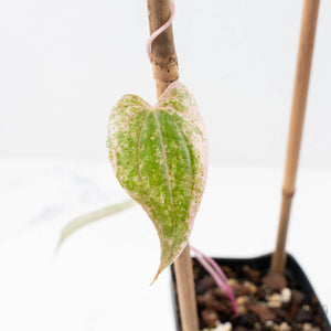 Dioscorea 'Pixel Pink' (wk22-F)