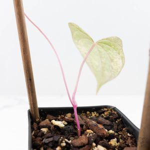 Dioscorea 'Pixel Pink' (wk22-F)
