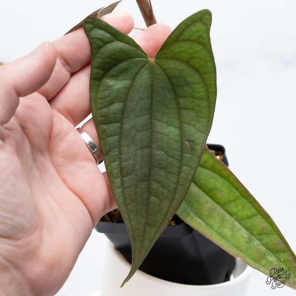 Dioscorea 'Pixel Pink' (wk36-J)