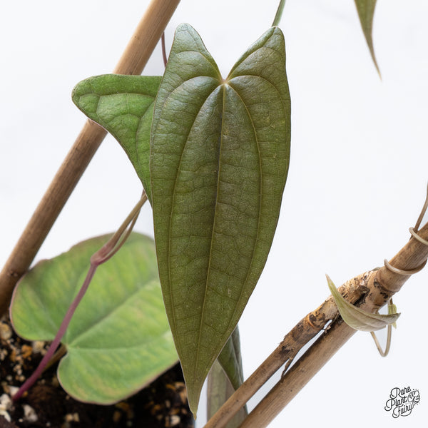 Dioscorea 'Pixel Pink' (wk36-J)