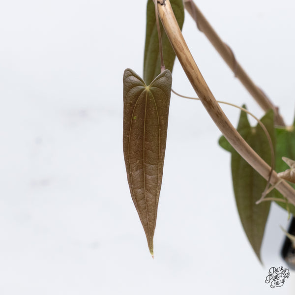 Dioscorea 'Pixel Pink' (wk36-J)