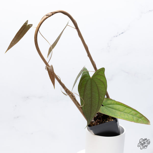 Dioscorea 'Pixel Pink' (wk36-J)