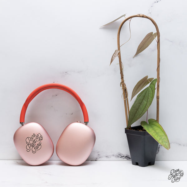 Dioscorea 'Pixel Pink' (wk36-J)