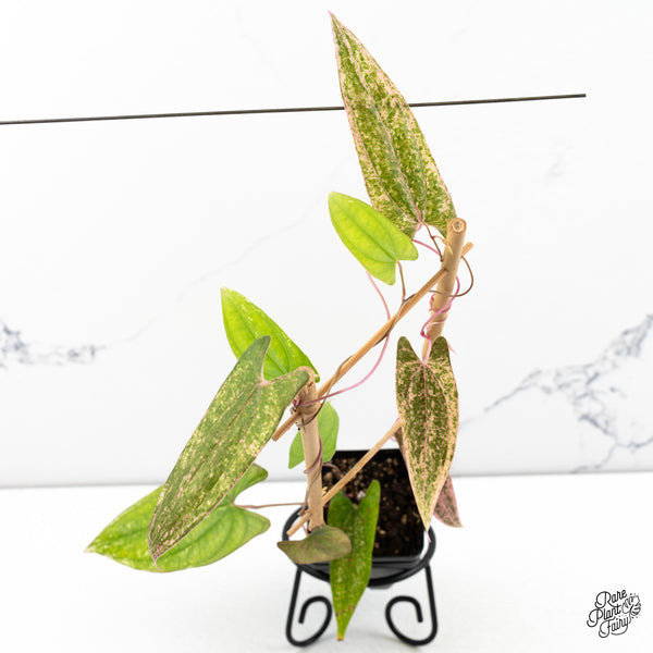 Dioscorea 'Pixel Pink' (wk47-F)