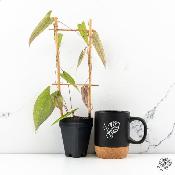 Dioscorea 'Pixel Pink' (wk47-F)