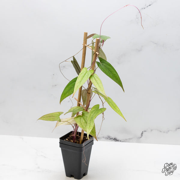 Dioscorea 'Pixel Pink' (wk49-G)