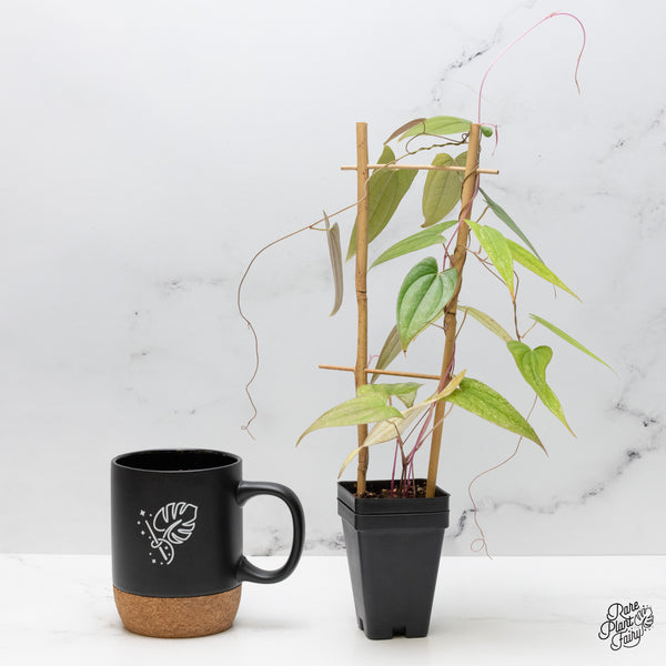 Dioscorea 'Pixel Pink' (wk49-G)