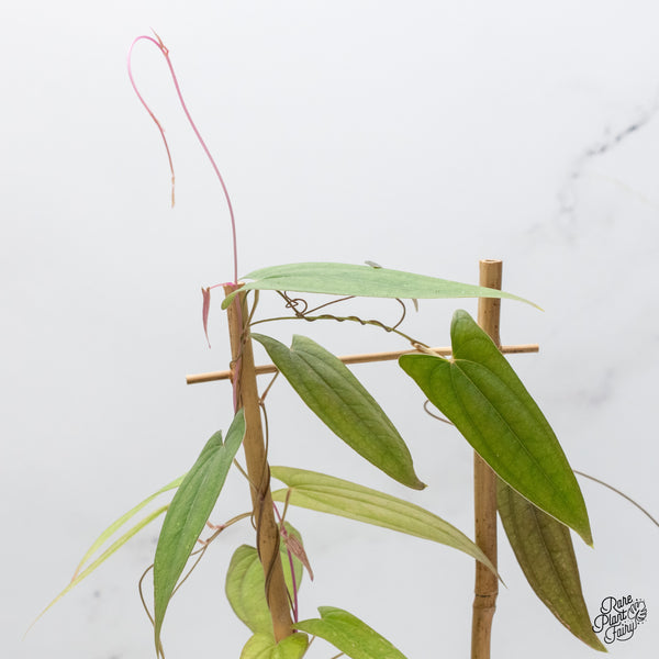 Dioscorea 'Pixel Pink' (wk49-G)