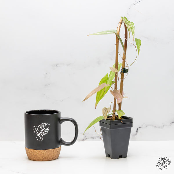 Dioscorea 'Pixel Pink' (wk51-H)